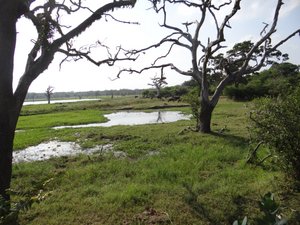 Swamps at Yala NP