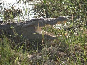 Mugger crocodile (Yala NP)