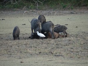 Wild boars (Yala NP)