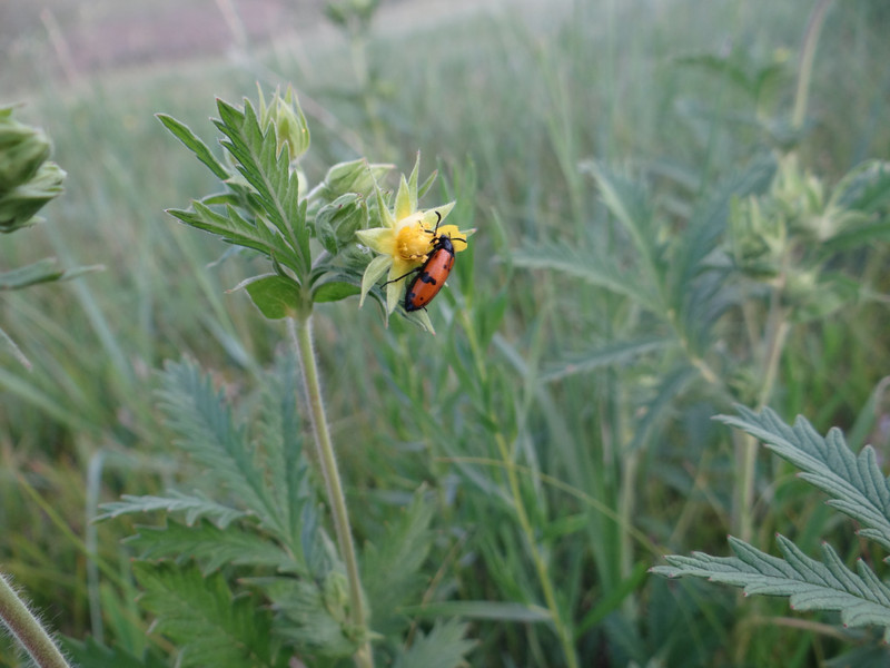 Longleaved Potentilla with beetle