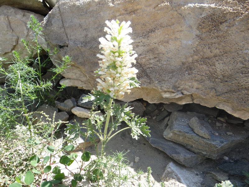 Lousewort (Pedicularis spec.)