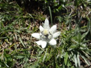 Chinese Edelweiss (Leontopodium ochroleucum)