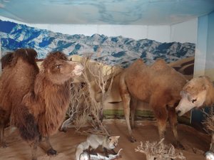 Left Bactrian camel, right wild camel