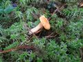 Mushroom and Moss (Gauja NP)