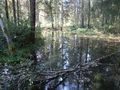 Swamp (Gauja NP)