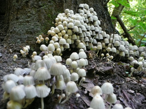 ... and mushrooms