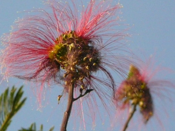 Flower of an Acacia