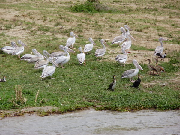 Pelicans in the Kazinga channel