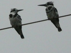 Kingfishers in the harbour of Bugoba