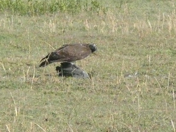Hawk-eagle killing guinea fowl