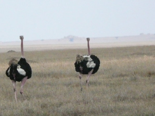Fighting Oystriches