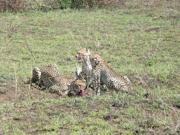 Cheetah's eating an impala