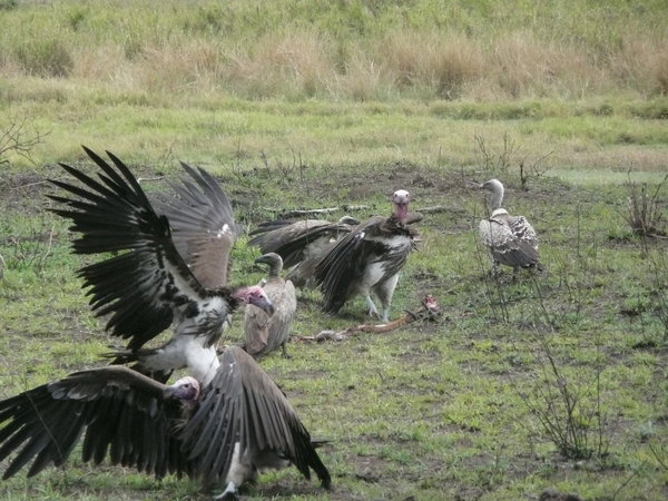 Vultures with their prey