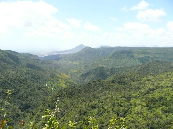 The forest of Mauritius