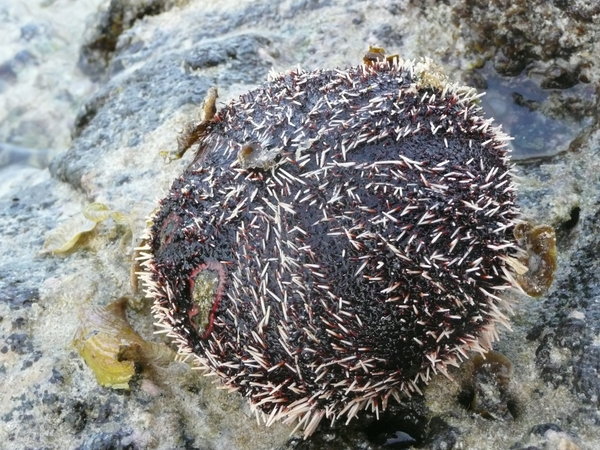 See urchin
