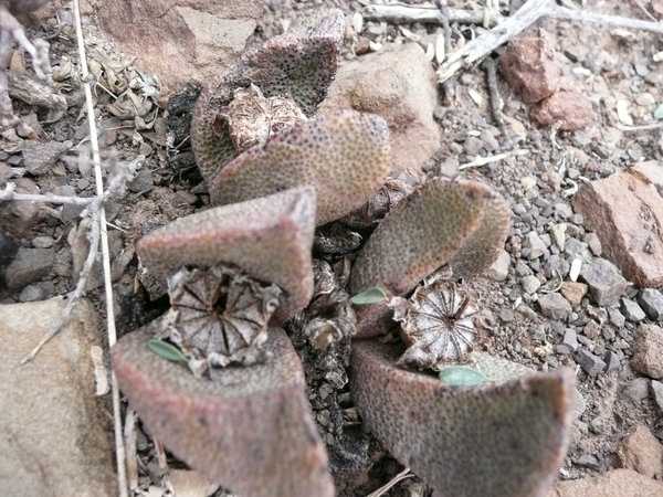 Living stones in the desert in the Karoo