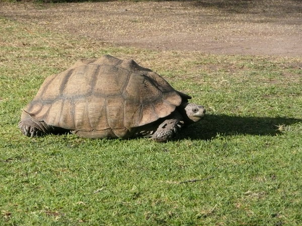 Giant Tortoises on the Campsite in the Karoo