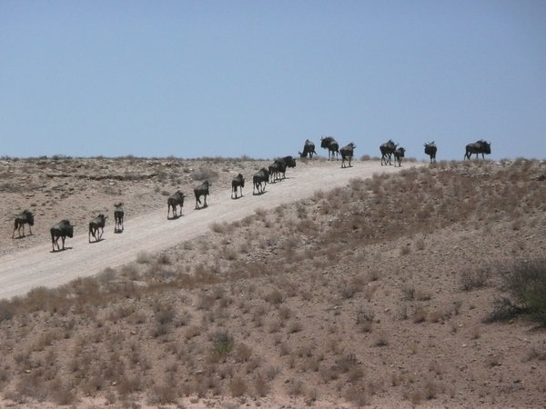 Wildebeests in the Kalahari