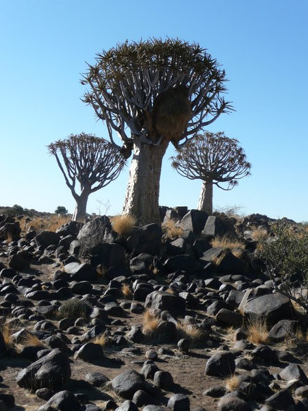 Quivertrees with nest of the social weaver and dolorites 