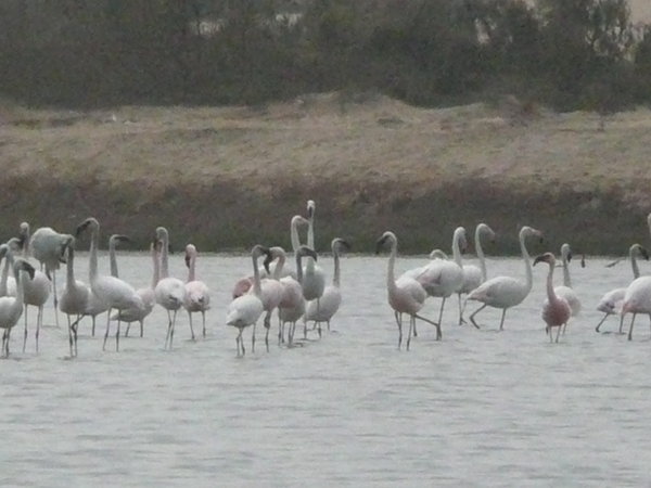 Flamingo's in the Swakopmund river mouth