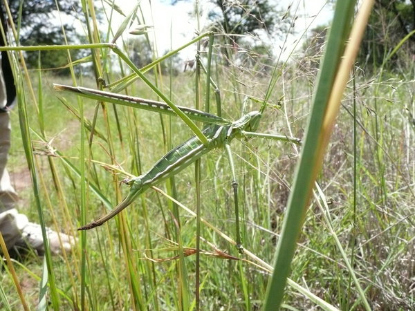 Grassshopper