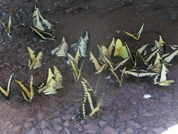 Butterflies at Iquazu waterfalls