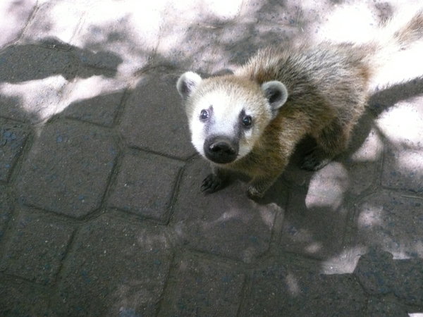 Coati, they look lovely, but they can bite.