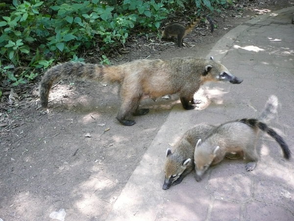 Coati with youngs
