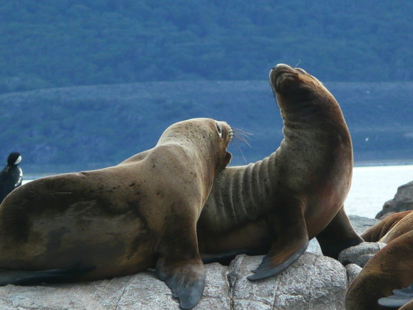 Female Sea lions