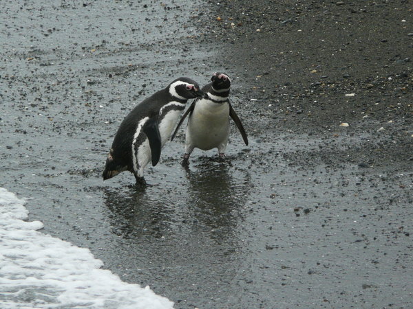 Magelhaen penguin