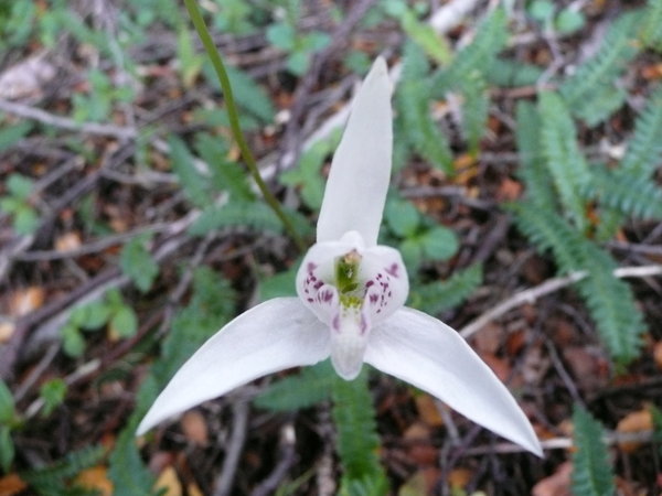 Dog orchid