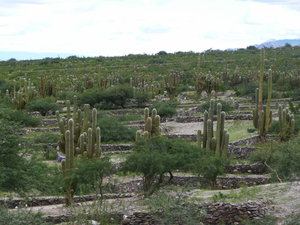 The Ruines at Quilmes