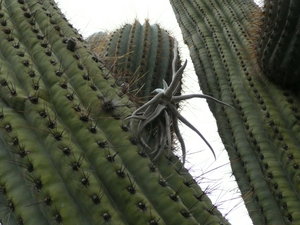 Bromelia on Cactus