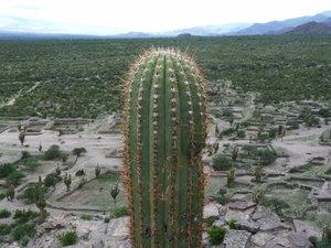 Cactusses between the ruines