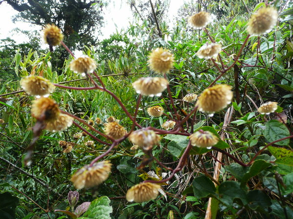 Due to the humidity there are a lot of plants on the bottom (CF).