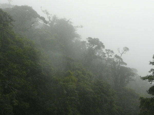 The Cloudforest (CF) of Parc Nacional Podocarpus 
