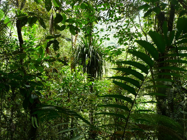 The lower part of Parc Nacional Podocarpus is a Tropical Humid Forest (HF)