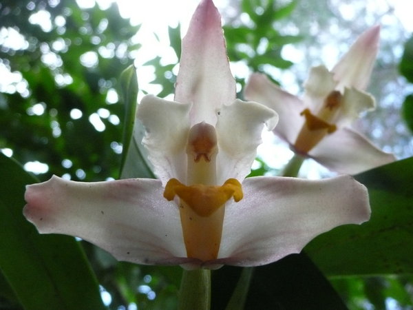 Orchids in the Botanical Garden 2