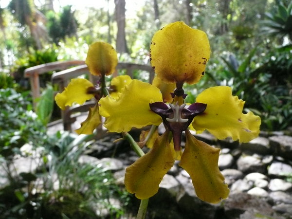 Orchids in the Botanical Garden 5