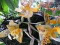 Orchids in the Botanical Garden 3 