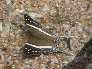 Butterfly 1 (HF)