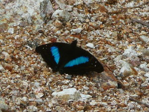 Butterfly 2 (HF)