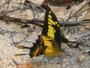 Butterfly 3 (HF)