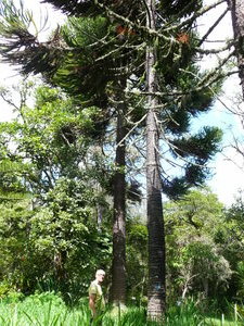 In the Botanical Garden (BG) of Loja you can find special trees, like this Araucaria.