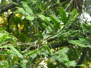 Leaves of the Podocarpus tree (BG)