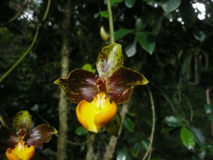 Orchids in the Botanical Garden 1 