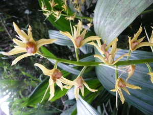 Orchids in the Botanical Garden 4