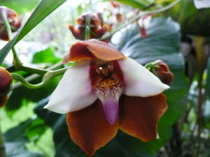 Orchids in the Botanical Garden 6