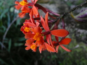 Orchids in the Botanical Garden 8