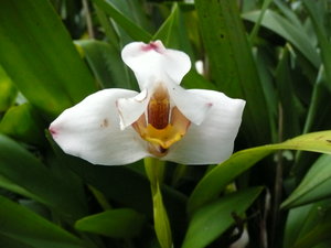 Orchids in the Botanical Garden 7